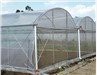 Chinese green house for vegetable